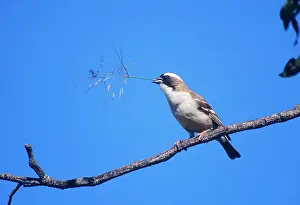 Mahali: Whitebrowed Sparrow WEAVER - With grass stem