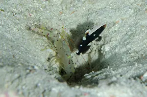 Snapping: Whitecap Shrimpgoby - with undescribed Snapping