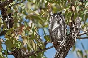 Leucotis: Whitefaced Owl - roosting in tree