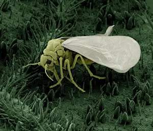 Whiteflies: Whitefly