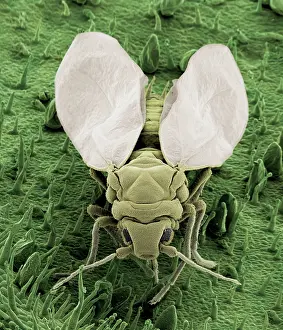 Whiteflies: Whitefly