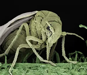 Whiteflies: Whitefly