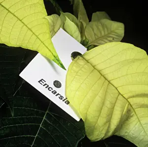 Wasps: Whitefly control