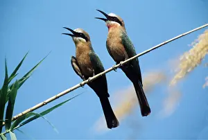 Eater: WHITEFRONTED BEE EATER - x two