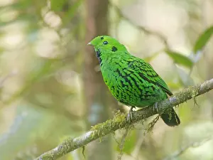 Broadbill: Whitehead's Broadbill Calyptomena whiteheadi Sab