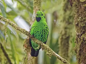 Broadbill: Whitehead's Broadbill Calyptomena whiteheadi Sab