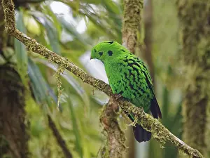 Broadbill: Whitehead's Broadbill Calyptomena whiteheadi Sab