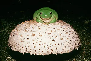 Amphbians: WhiteIs / Australian Tree Frog - On mushroom