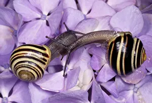 Cepaea: Whitelipped Banded Snail / Humbug Snail - courting pair