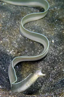 Flores: Whitemargin Moray (Gymnothorax albimarginatus)