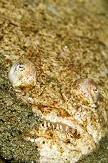 Sulphureus: Whitemargin Stargazer