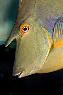 Unicorn: Whitemargin Unicornfish