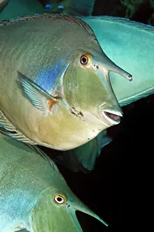 Unicorn: Whitemargin Unicornfish