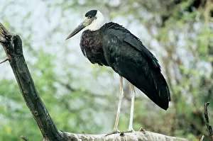 Episcopus: Whitenecked STORK