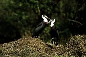 Episcopus: Whitenecked STORK - Pair on nest mound
