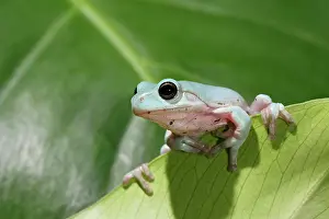 Dumpy: White's / Green / Dumpy Treefrog - on leaf front view