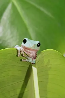 Dumpy: White's / Green / Dumpy Treefrog - on leaf front view