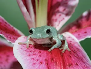 Dumpy: White's / Green / Dumpy Treefrog - on lily front view