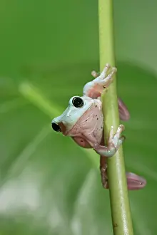 Dumpy: White's / Green / Dumpy Treefrog - on stem front view