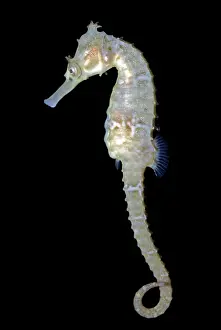 Seahorses: White's Sea Horse