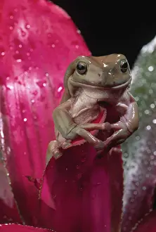 Litoria: White's Tree Frog