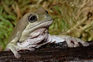 Litoria: White's Tree Frog