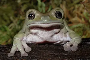 Litoria: White's Tree Frog