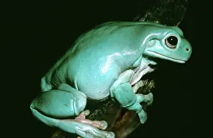 Caerulea: White's Treefrog