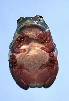 Treefrog: WHITE'S TREEFROG - FROM BENEATH