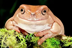 Litoria: White's Treefrog, Litoria caerulea, Native