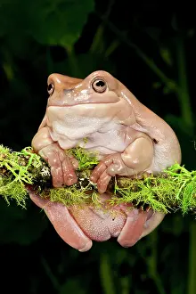 Litoria: White's Treefrog, Litoria caerulea, Native