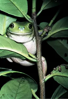 Treefrog: WHITE'S TREEFROG - In tree