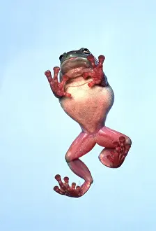 Treefrog: WHITE'S TREEFROG - view from underneath