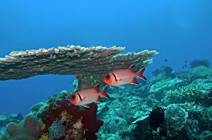 Soldierfish: Whitespot Soldierfish - under coral ledge