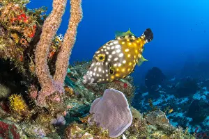 Filefish: Whitespotted filefish (Cantherhines macrocerus)
