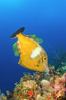 Filefish: Whitespotted filefish (Cantherhines macrocerus)