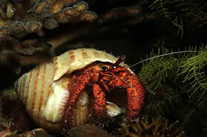 Alcyonaria: Whitespotted Hermit