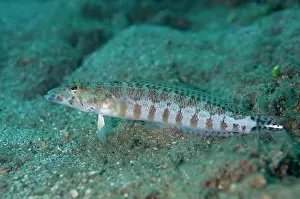 Manado: Whitestripe Sandperch