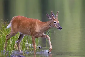 Waterton: Whitetail Buck Whitetail Buck young buck in low water Wa