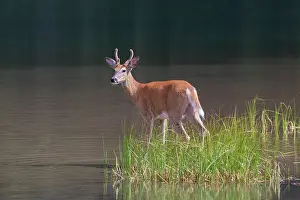Waterton: Whitetail Buck Whitetail Buck young buck in low water Wa
