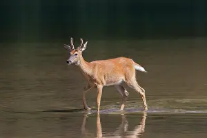 Waterton: Whitetail Buck Whitetail Buck young buck in low water Wa