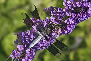 Dragonflies: Whitetail Dragonfly