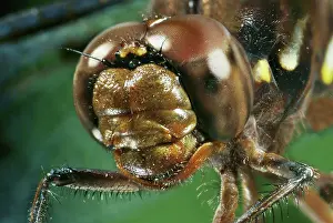 Whitetail: Whitetail dragonfly eyes