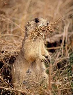 Whitetail: Whitetail Prairie Dog - Collecting nesting material