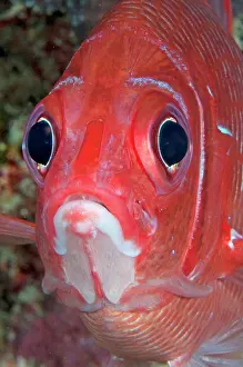 Whitetail: Whitetail Squirrelfish