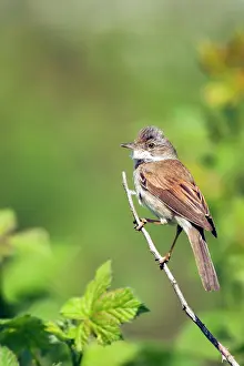 Whitethroat: Whitethroat