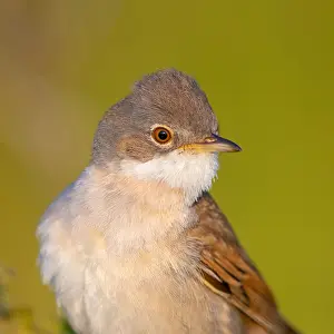 Typical: Whitethroat, common whitethroat (Sylvia communis)