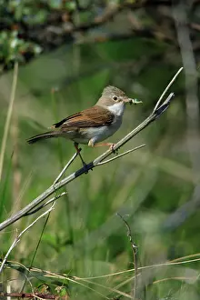 Whitethroat: Whitethroat - female, with food in beak