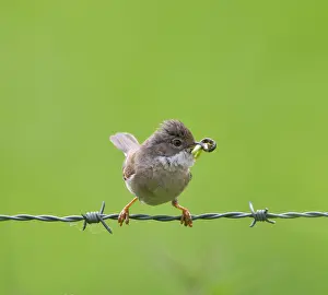 Whitethroat: Whitethroat - with food in beak approaching its nest - May