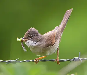 Whitethroat: Whitethroat - with food in beak approaching its nest - May